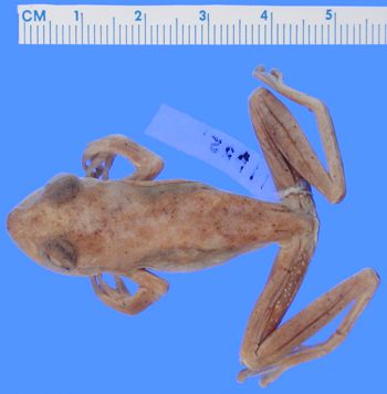 Media type: image; Herpetology A-11652